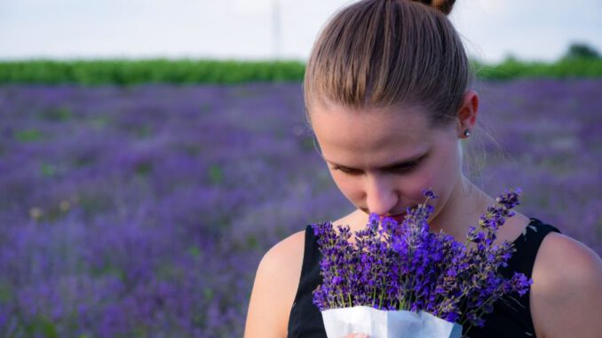 Beberapa Manfaat Dari Bunga Lavender Bagi Kecantikan!